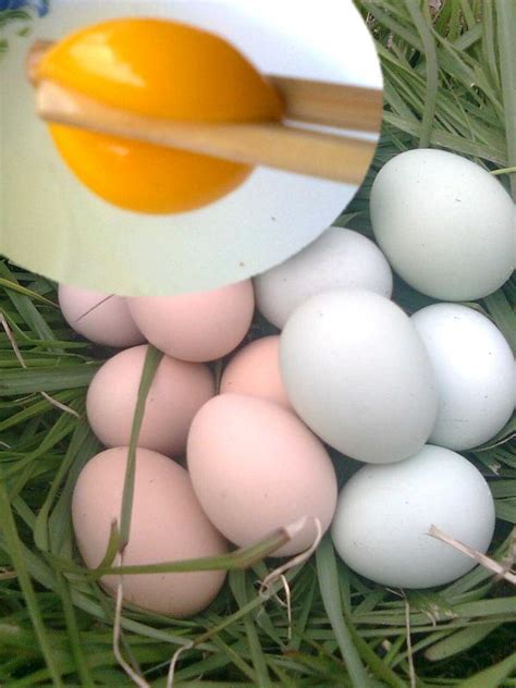 孕妇怎么吃鸡蛋更有营养呢