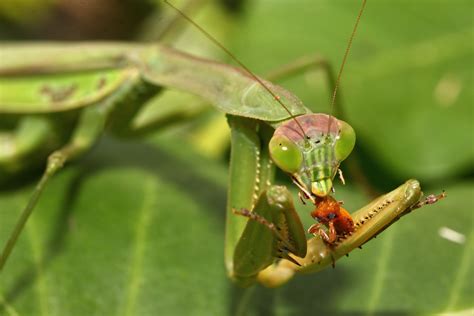 食人植物是怎样捕食的?