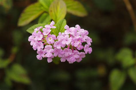 请问这花叫什么名字啊?