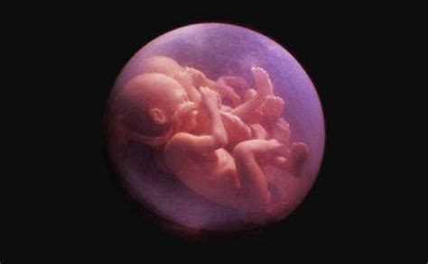 怀孕5个月胎儿多大图片