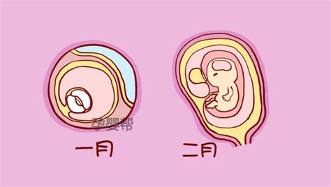 胎儿发育全过程40周每周图解