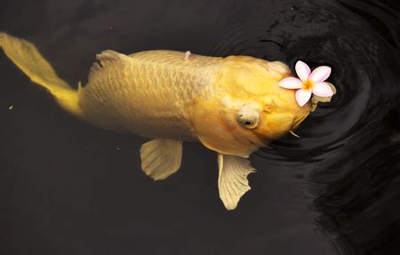 湘菜特色菜 水煮回头鱼怎么做?