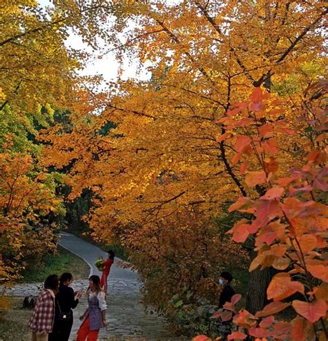 香山的秋天