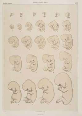 孕早期胎儿正常发育的表现