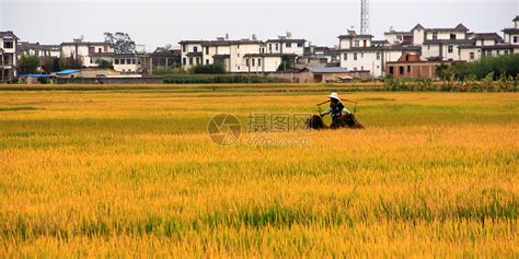 水稻是怎么种的?