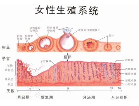 输卵管什么原因堵塞堵塞