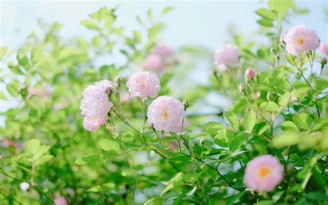 谁知道花名中带“薇”的花?越多越好