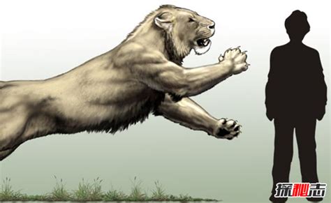 狮子vs老虎vs棕熊