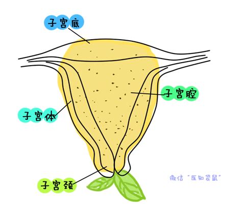 子宫偏小对怀孕的影响