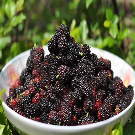 怀孕四七个月可以吃桑果吗