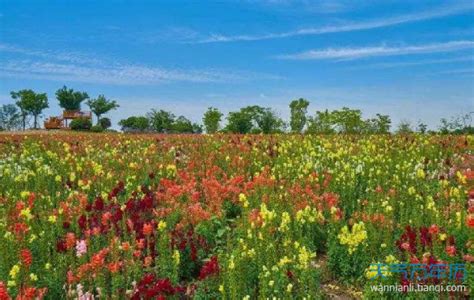 青岛哪有花卉批发市场?