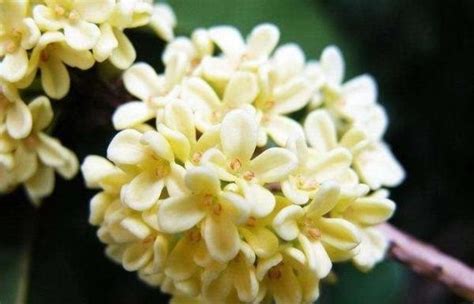 南京市的市花是什么?