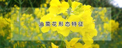 美丽的油菜花-写物作文300字【经典9则】