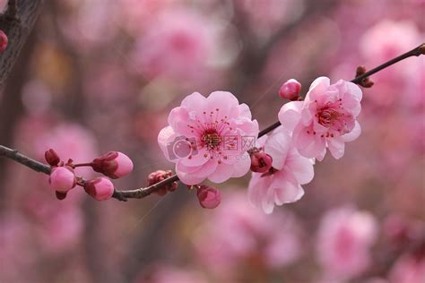 桃花是在什么季节开的?