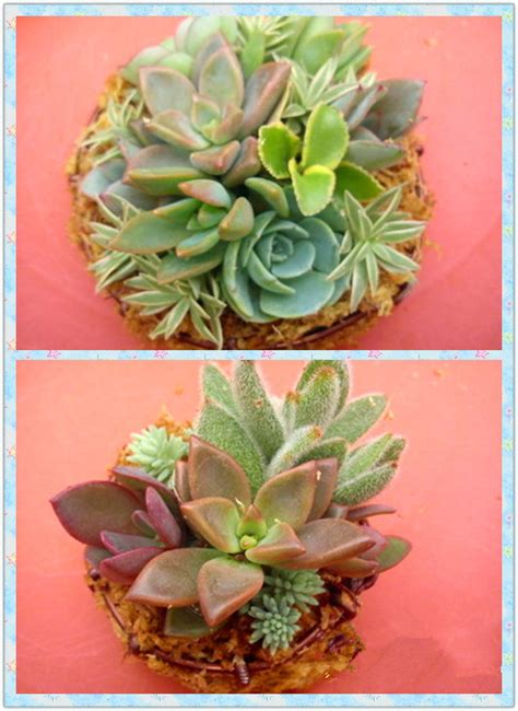 多肉植物-小学生写物作文500字（推荐10篇）