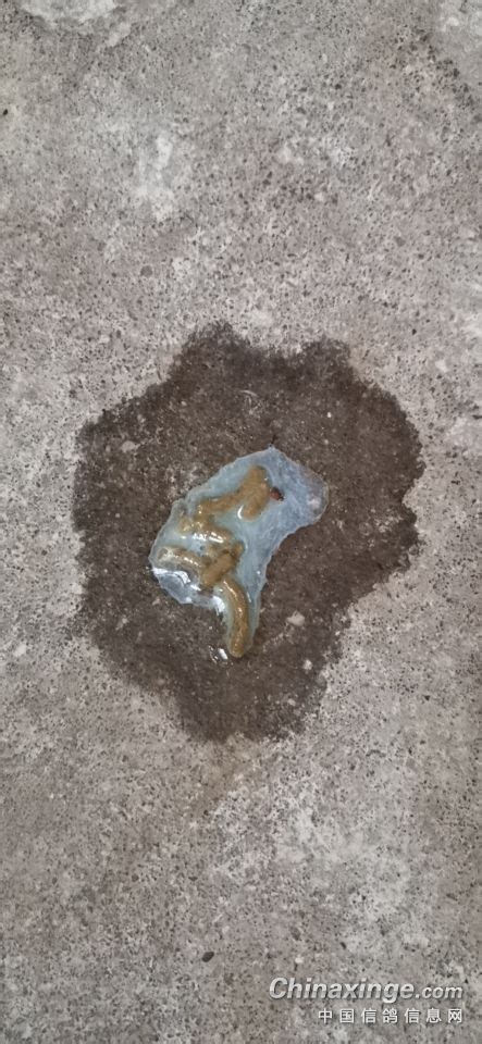 绿便鸽子图片
