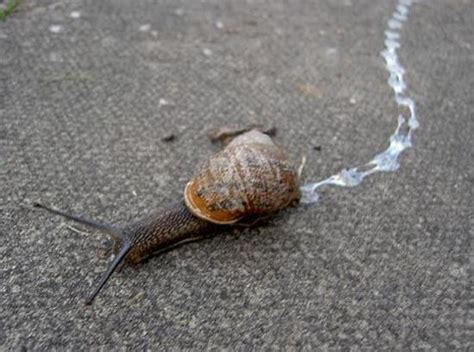 雨后蜗牛爬到水泥墙上是做什么