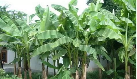 芭蕉树养殖方法