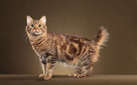 短尾猫是猫科动物吗?