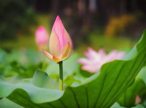 优美的句子关于荷花(摘抄81条)