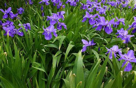 紫鸢花和鸢尾花是同一种花吗?