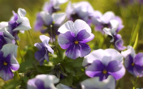紫罗兰的花长什么样