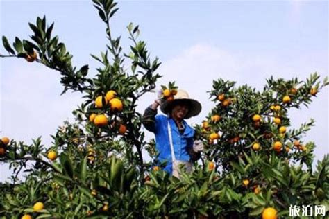 采摘桔子心情文案