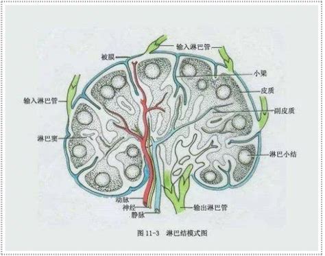 浅表淋巴结肿大吃什么药