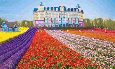 百万葵园之游作文200字[摘抄9篇]