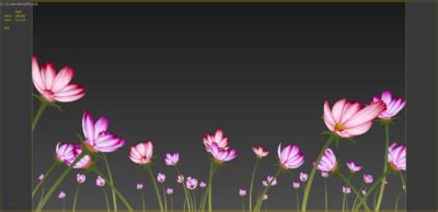 格桑花/幸福花，寄托着西藏人民期盼幸福生活的美好情感