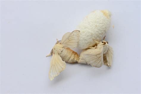 养蚕日记-叙事作文200字[汇总9则]