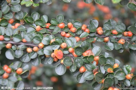 荀子植物公母怎么识别?