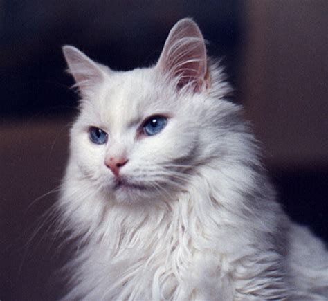 什么是土耳其安哥拉猫,宠物土耳其安哥拉猫的习性特征与喂养等介绍