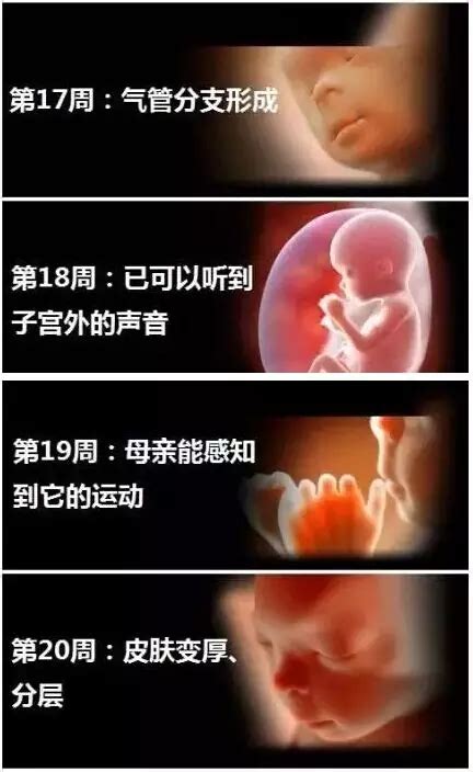 胎儿的脑部什么时候发育