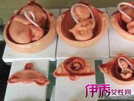 孕11周胎儿图清晰大全