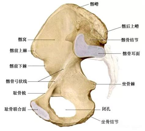 髋骨的位置及图解