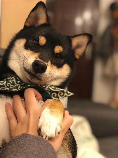 2月的狗命运如何