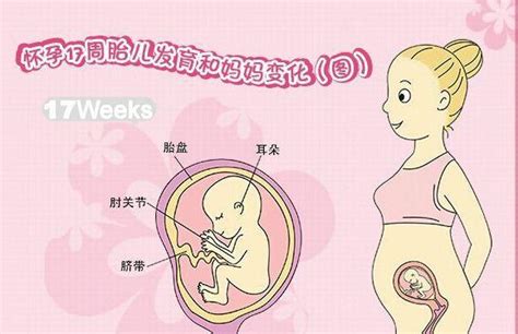 怀孕68天胎儿发育情况