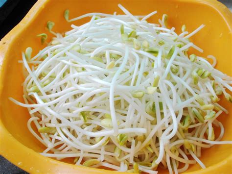 绿豆芽-状物作文300字(合集5则)