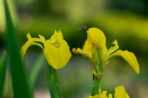 黄花鸢尾是不是生长在公园 池塘里的花