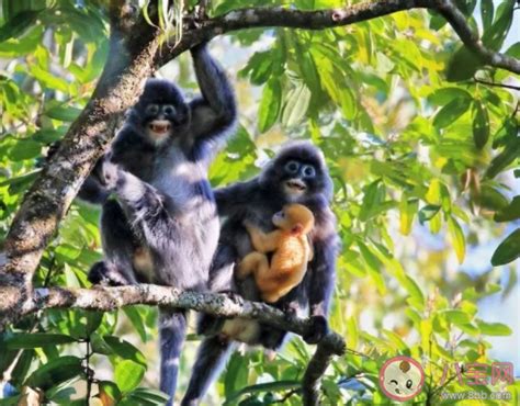 公益周期间上线什么保护动物