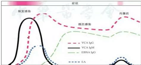 异常白细胞形态检查异淋10%