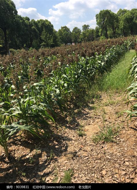 家乡的庄稼地-叙事作文300字（合集4则）