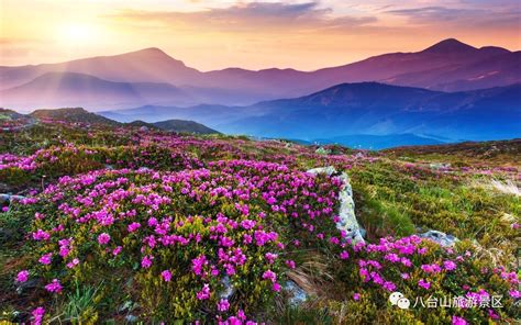 高山杜鹃和杜鹃什么区别