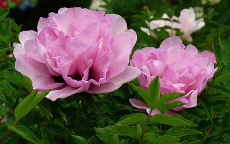 芍药、白芍、赤芍都是什么