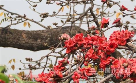 木棉花有什么作用?