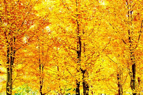 秋天的银杏树-写景作文350字[优秀8则]