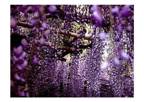 《紫藤萝瀑布》-小学生续写作文350字（推荐5则）