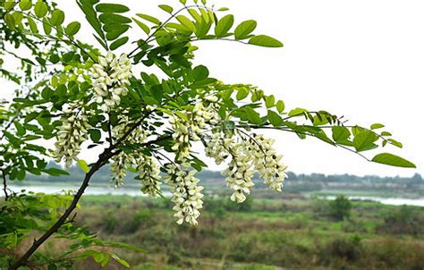 槐树花有毒吗?可以抄什么菜吃呢 急