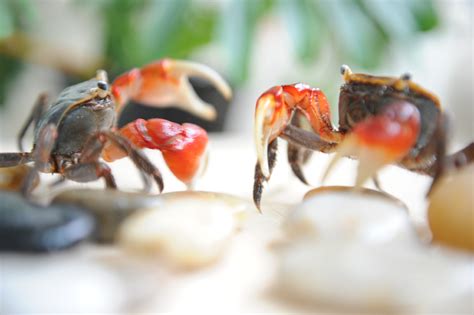 山蟹是吃什么东西的?